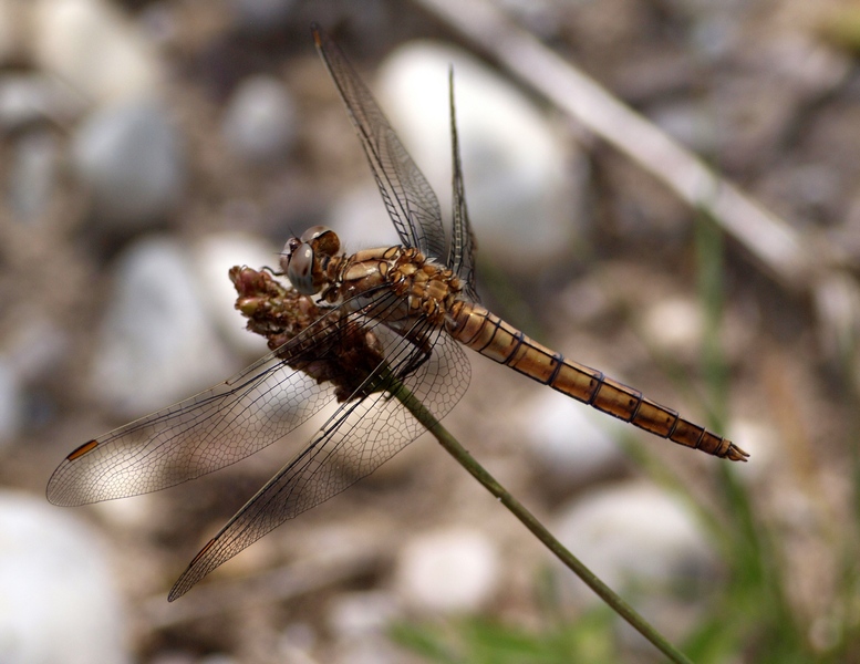 Da identificare - Orthetrum brunneum (imm.)